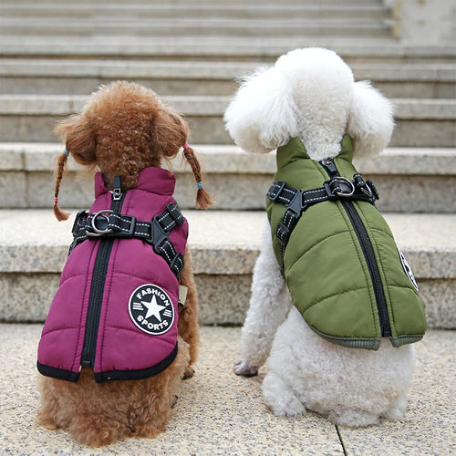 Two small dogs wearing the winter dog jacket with built-in harness, purple and army green
